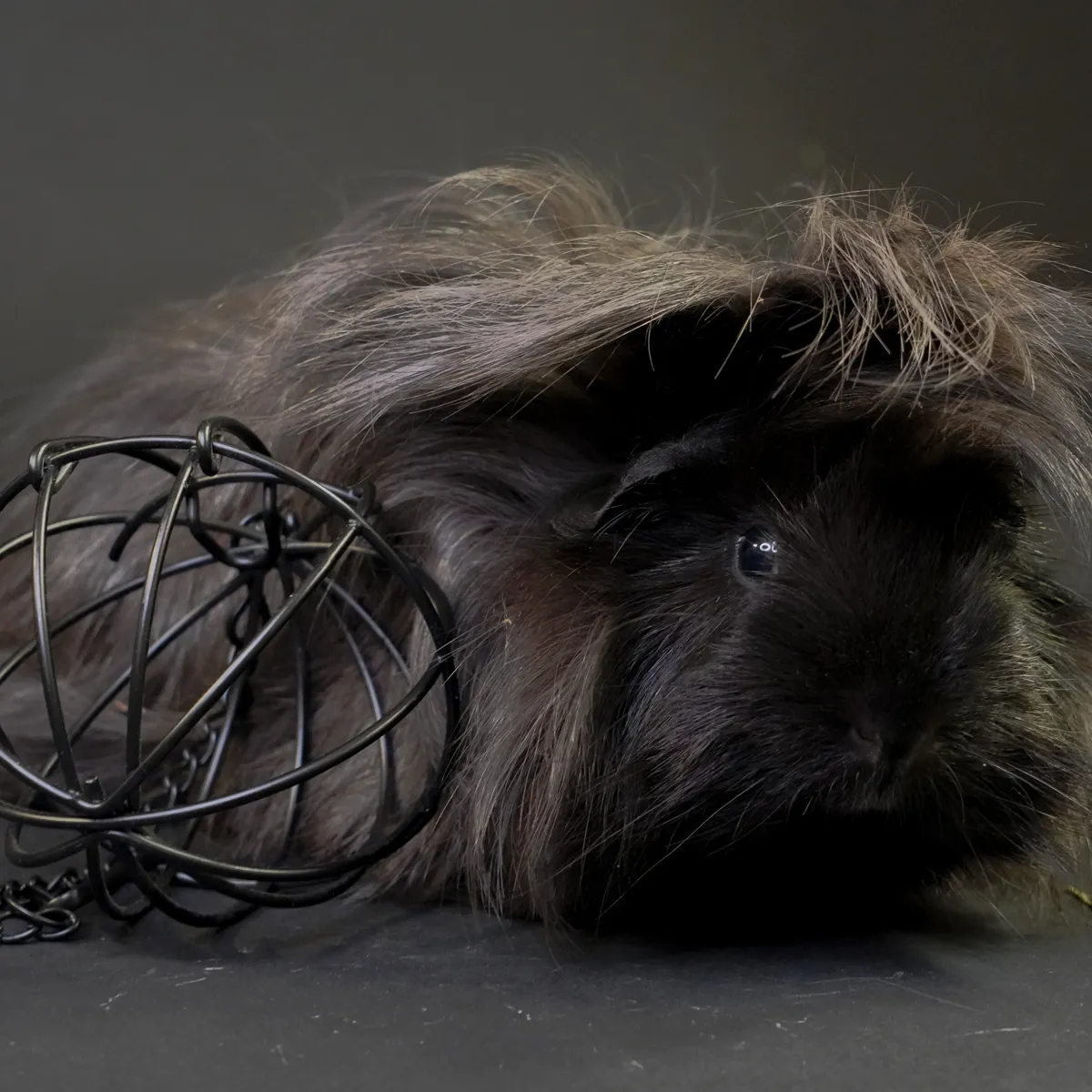 Jouw Cavia Snack Ball snackbal hooi en kruiden