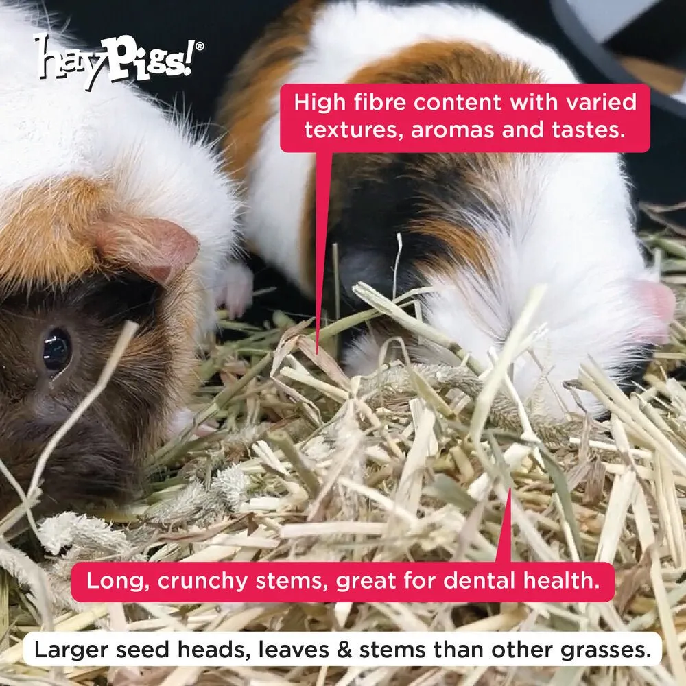 HayPigs Timothy hooi 1 kg cavia konijn vezelrijk