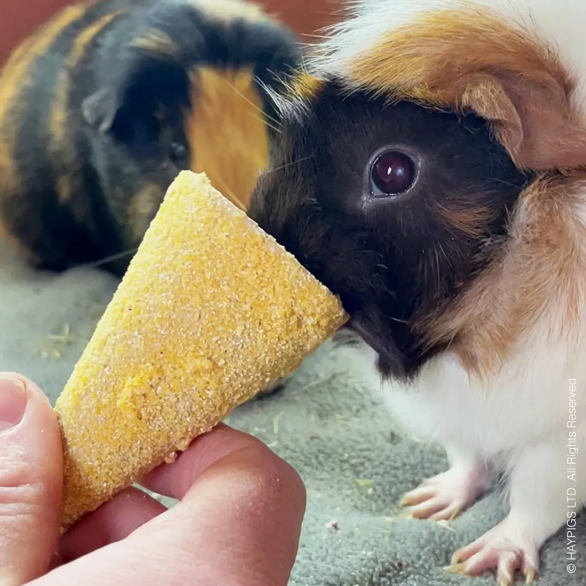 HayPigs Sunshine Treats snackbundel 6-delig bloemen