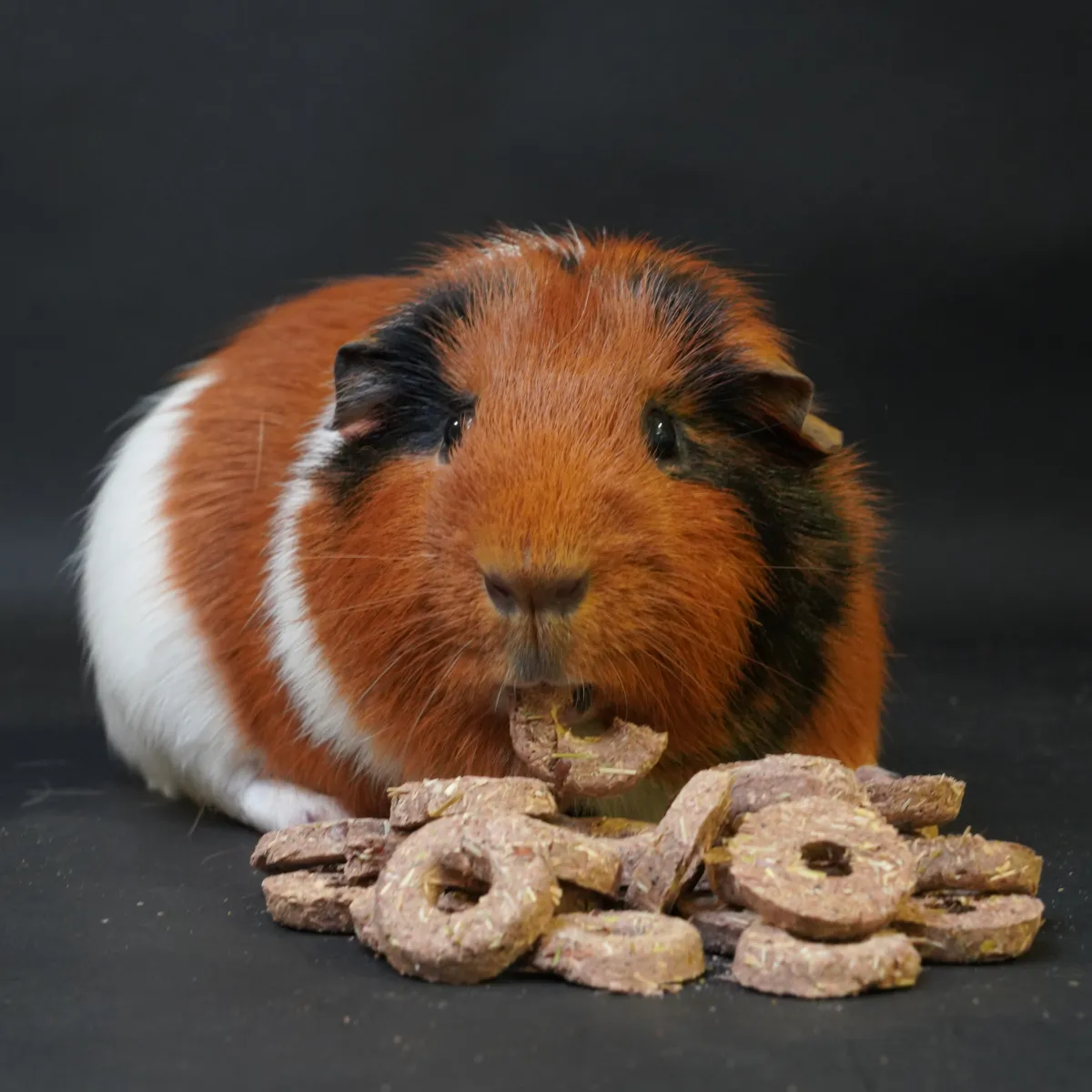 Jouw Cavia Naturals berry loops snack vezelrijk