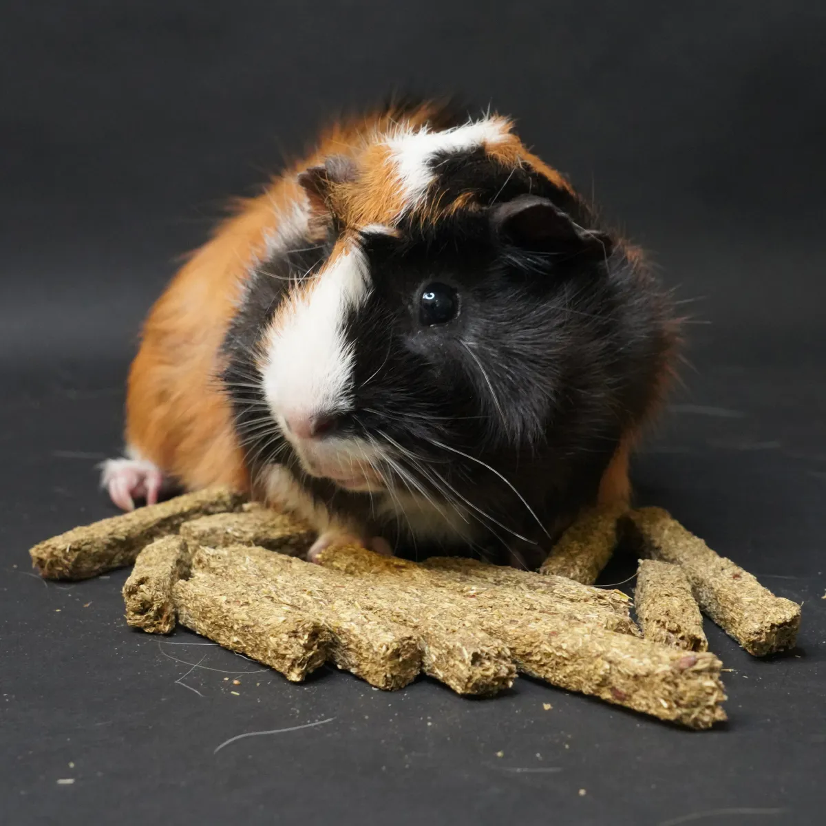 Jouw Cavia Knabbelsticks knaagsnack cavia lange vezels