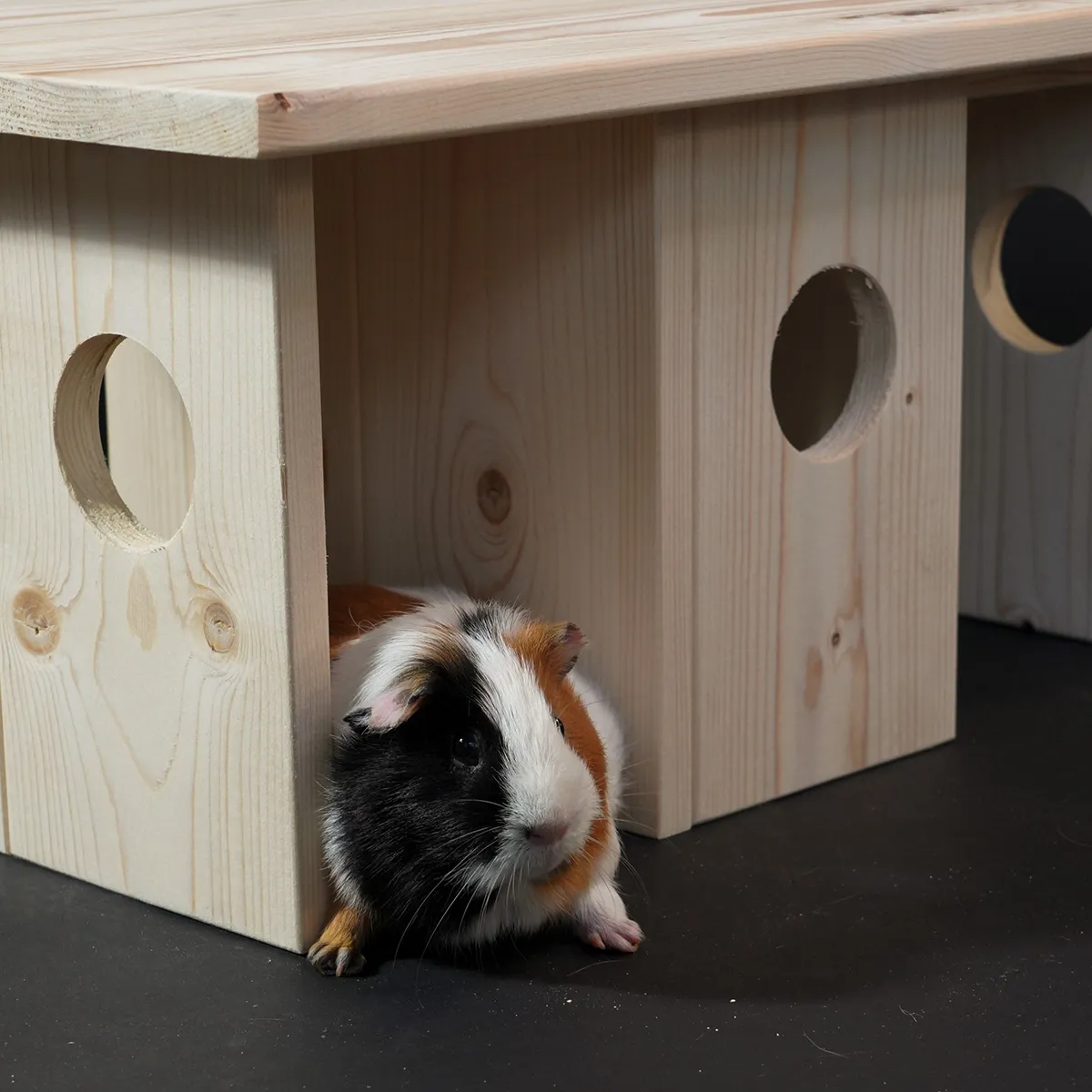 Jouw Cavia Ymir M houten schuilplek caviahuis