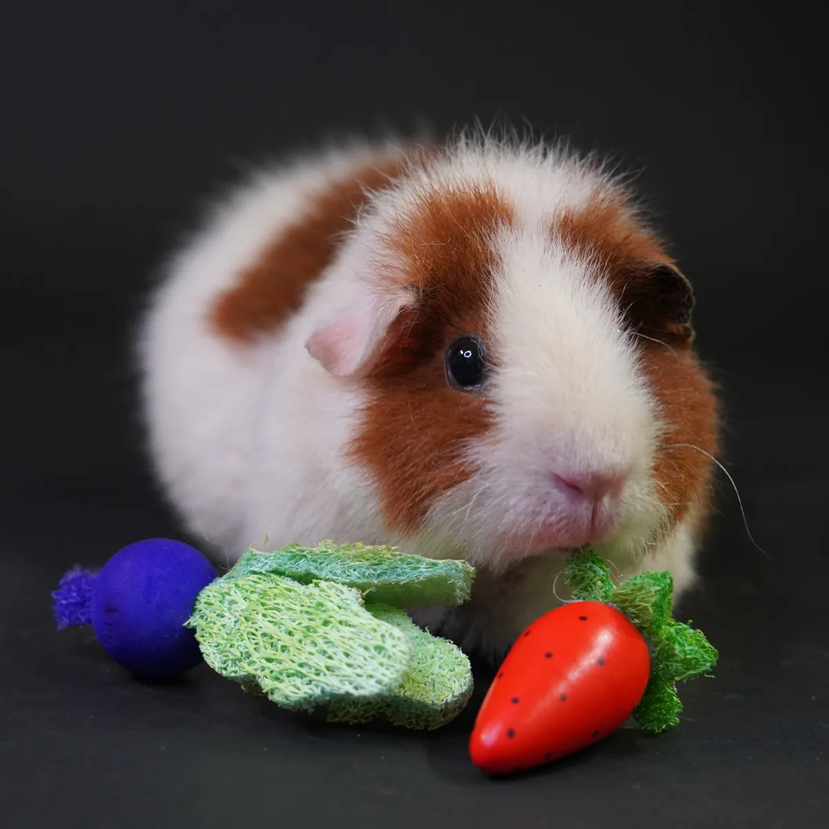 Jouw Cavia knabbelspeeltjes natuurlijk gebitsslijtage