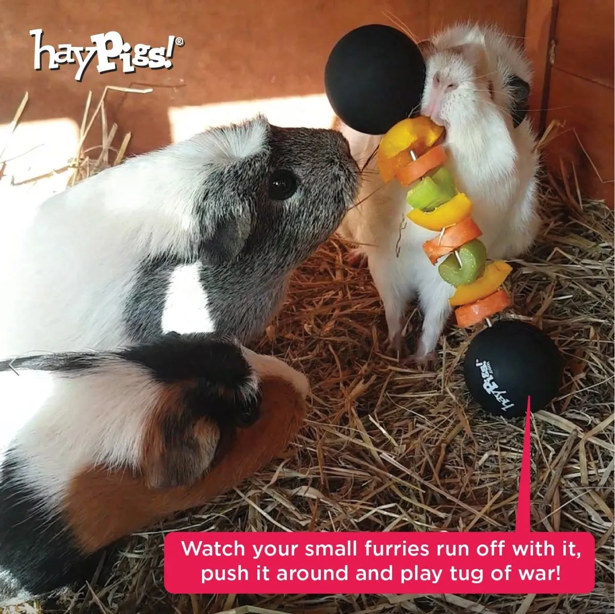HayPigs Piggy Weightlifter groentespies cavia 21,5 cm horizontaal