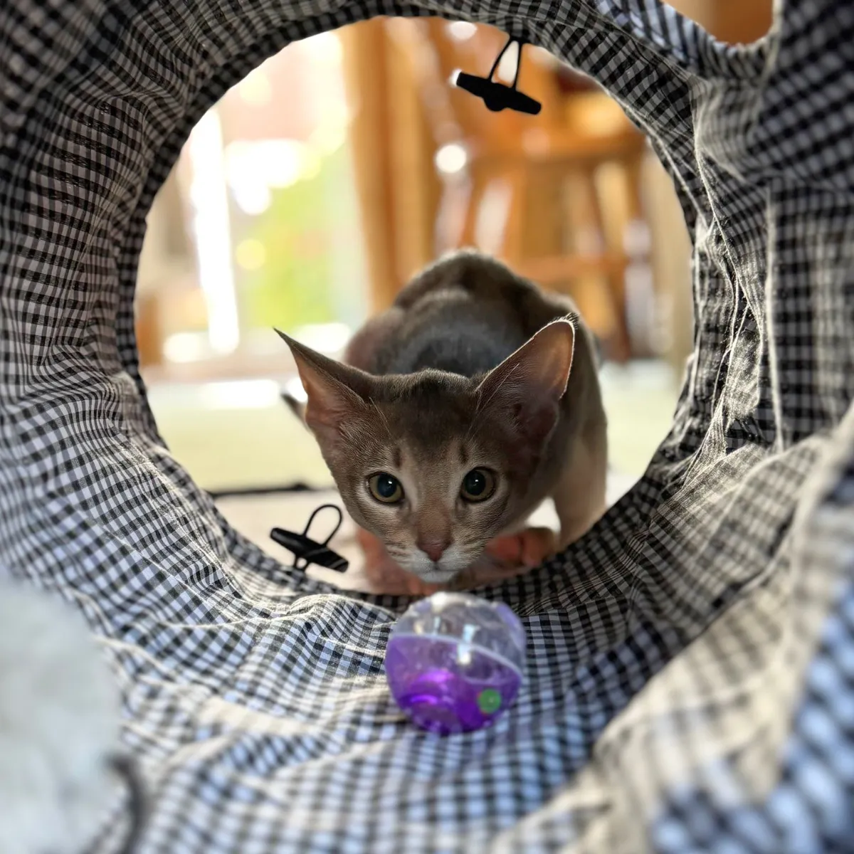 Nature First Tabby Patch Black Check kattentunnel met ritsel